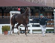 Appio Claudio Tosc Tour2013- S5 1579 : Appio Claudio, Arezzo, Cavalli d'Italia, Toscana Tour 2013, foto di Stefano Secchi ©